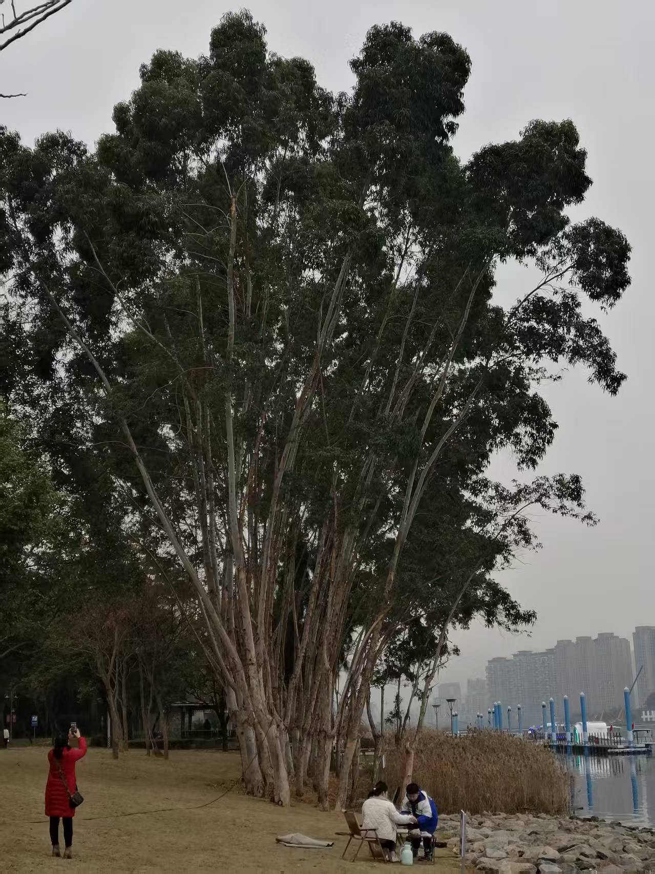 鹧鸪天 宁德南岸晨曲