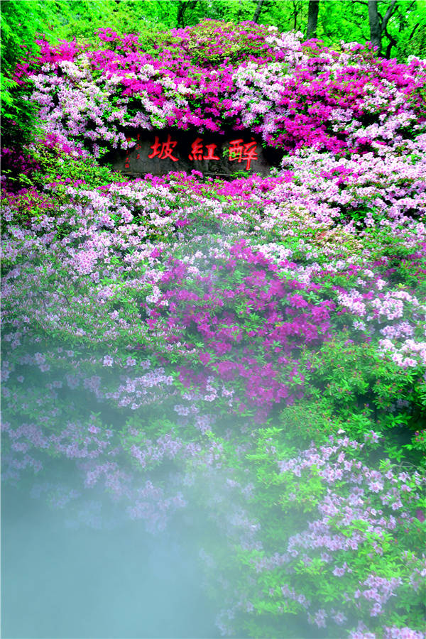 醉红坡上花如海，杜鹃园里画中游(图1)
