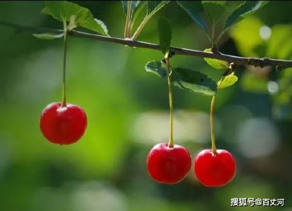 【古诗词鉴赏】唐代诗人 李商隐《樱桃花下》诗赏析