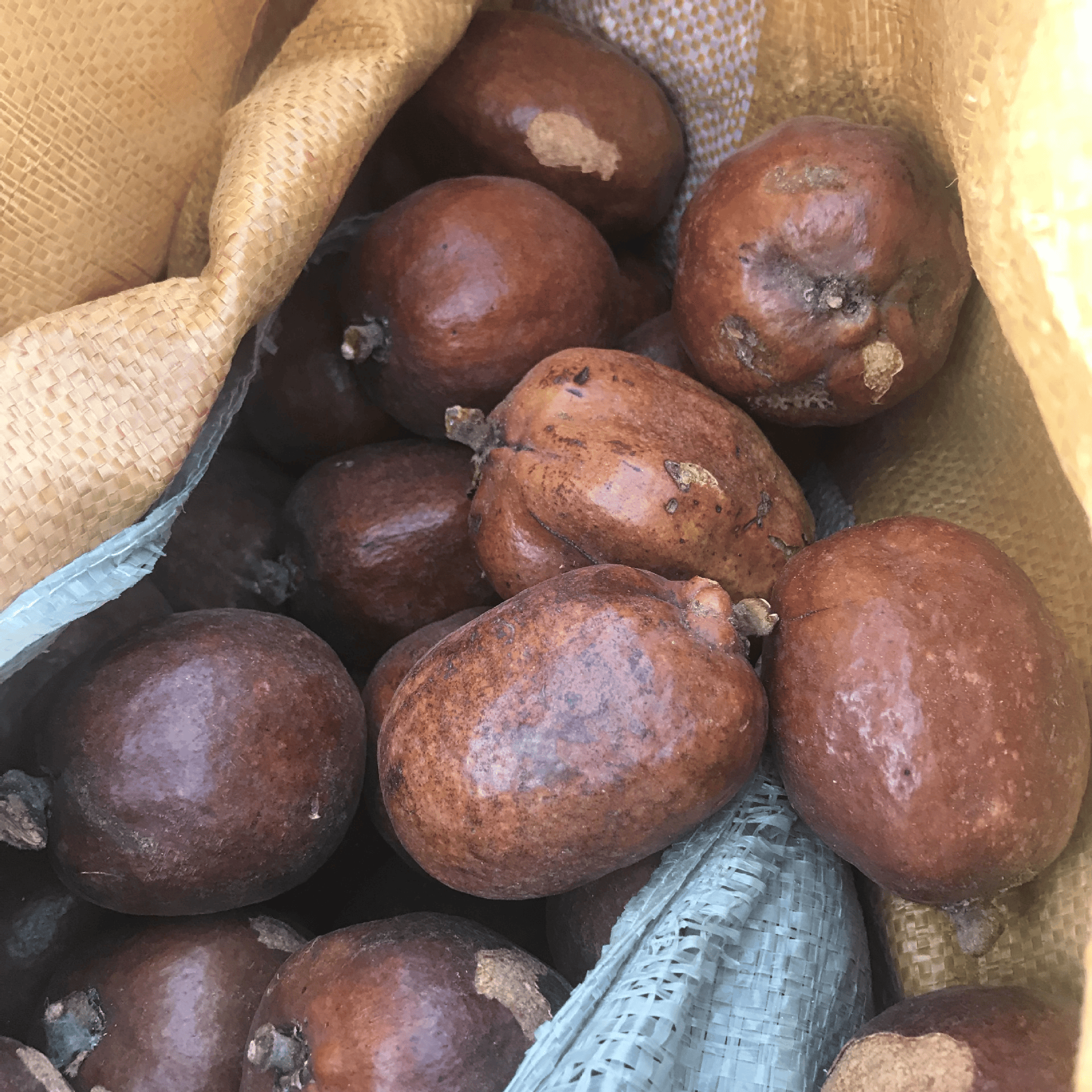进口菩提子通关指南：文玩与工艺品企业必看的监管要点与避坑技巧