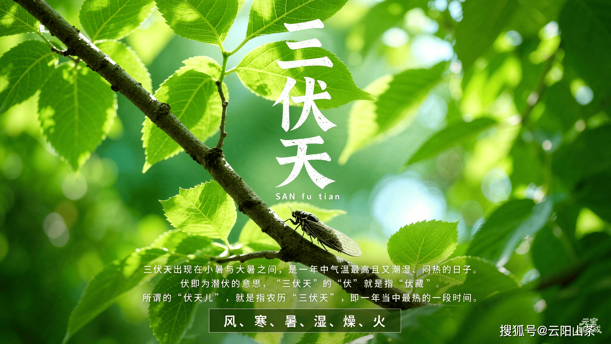 三伏天饮茶有道：分清体质选对茶，解暑祛湿不伤身