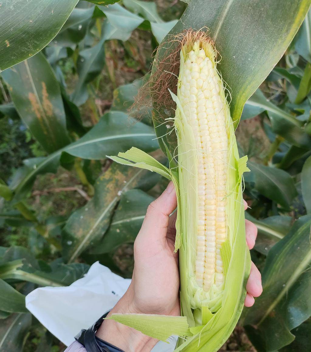 生怕出现烧苗,虫害等问题来田里查看玉米生长状况只要一有空,他们就会