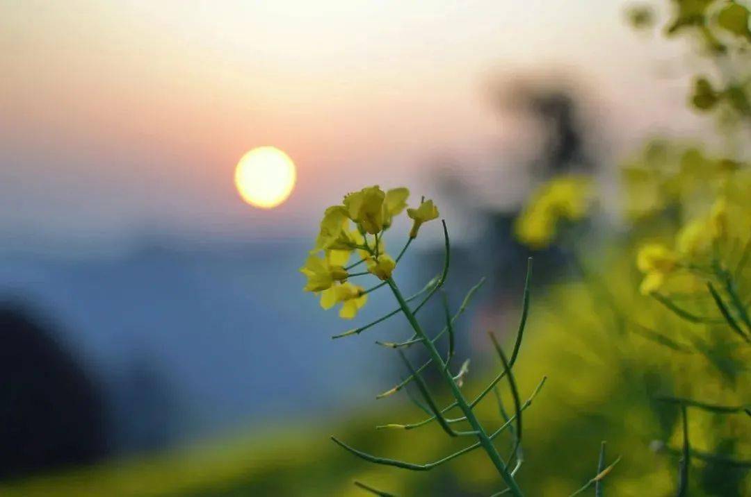 1,三五之夜,明月半墙,桂影斑驳,风移影动,珊珊可爱.