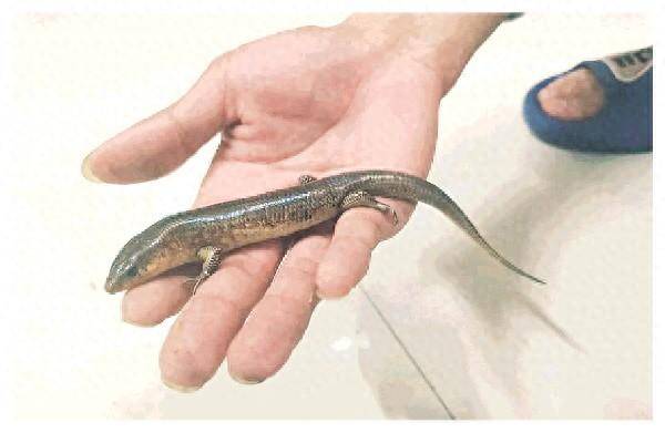 涉案金额达72万余元!桂林警方破获非法猎捕贩卖中华石龙子系列案