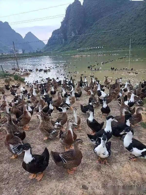 魚塘水庫大量養鴨運用微生物技術形成生態養殖效果好,水質不黑不臭