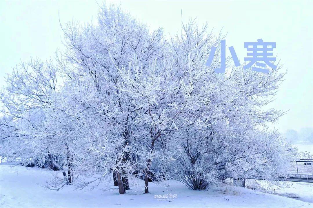 小寒已至,盼雪迎春丨6日雪花款款來~_哈爾濱_氣溫_多雲