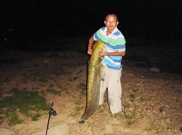 老李是個民間釣魚高手,一條60斤重的大鯰魚上鉤了_魚竿_條魚_操作