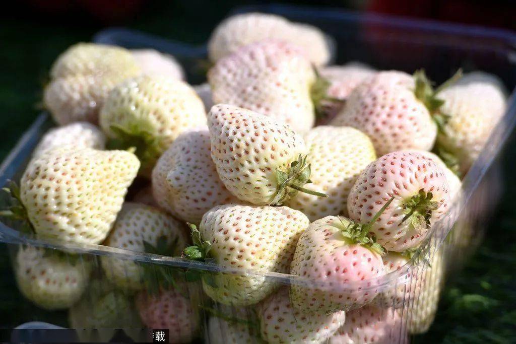 北京草莓采摘园一览表图片