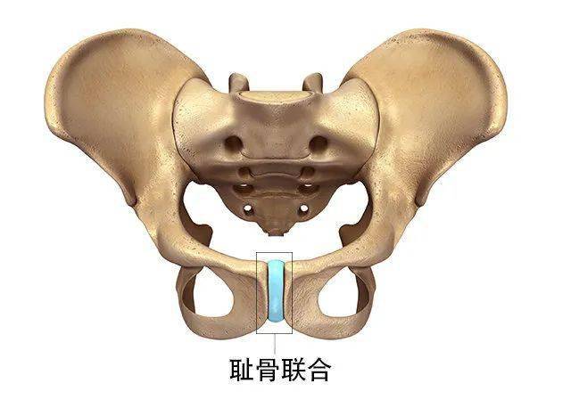 耻骨联合本身具有一定间隙