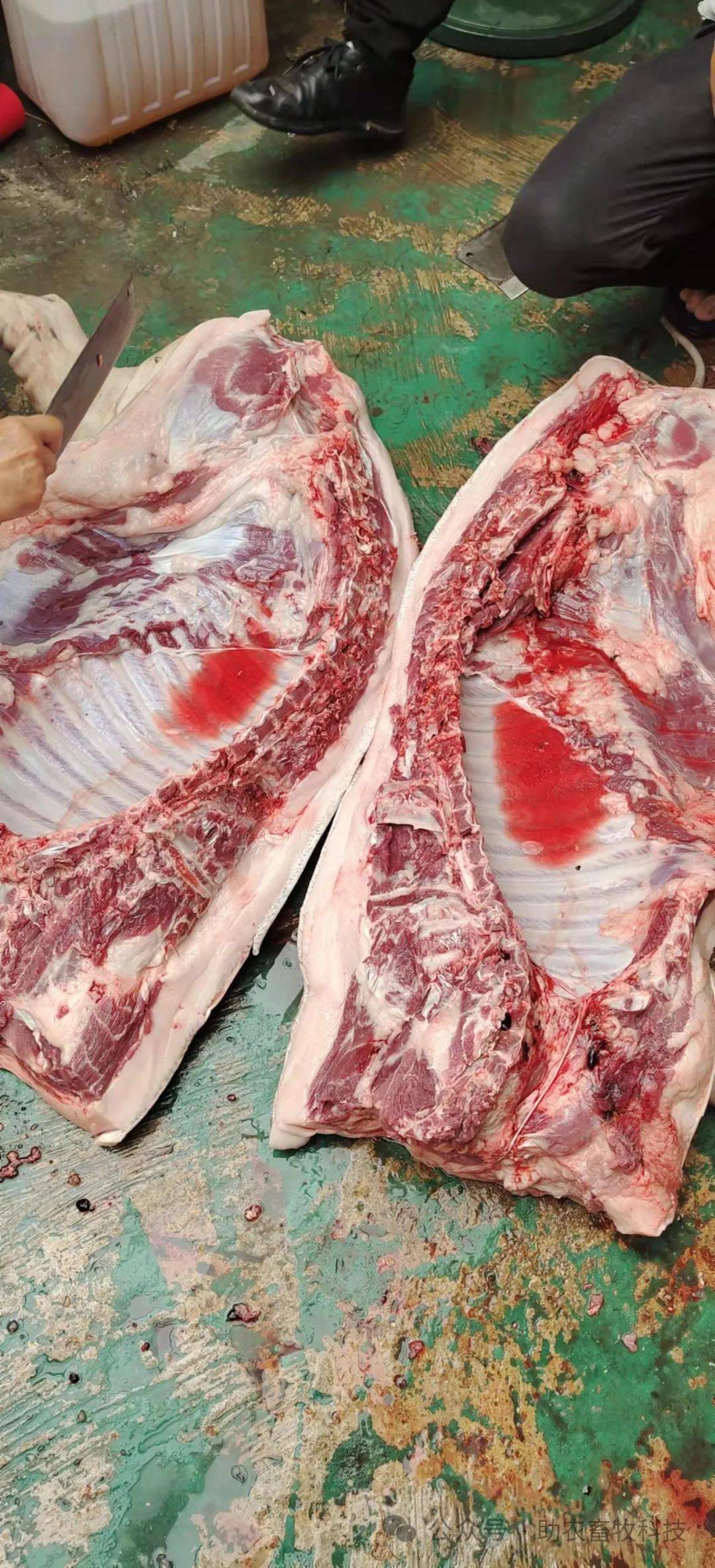 母猪场疑似被非洲猪瘟感染剩下的小猪还能养吗?