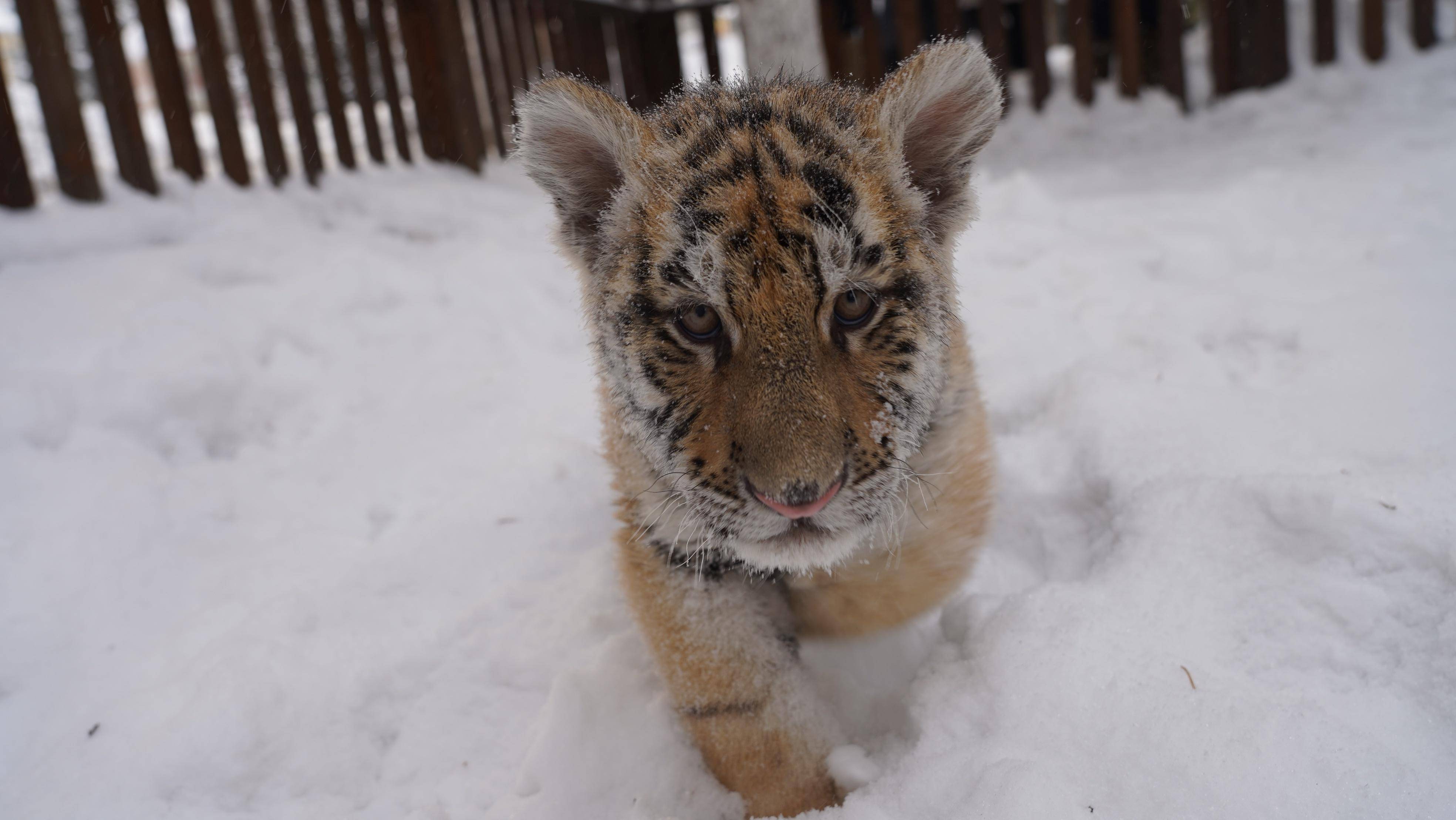冰天雪地也是金山银山|东北虎娃嬉雪萌翻啦_游客_妈妈_围栏