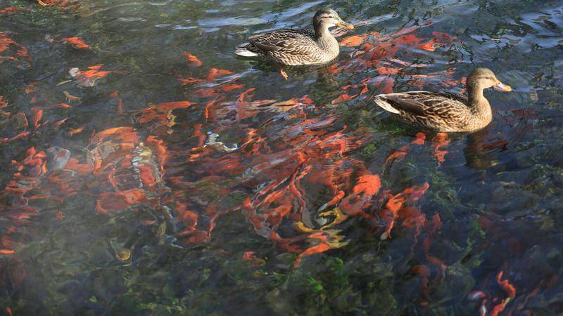 魚翔淺底浪花翻騰 烏魯木齊水磨河_冰川_野鴨_泉水