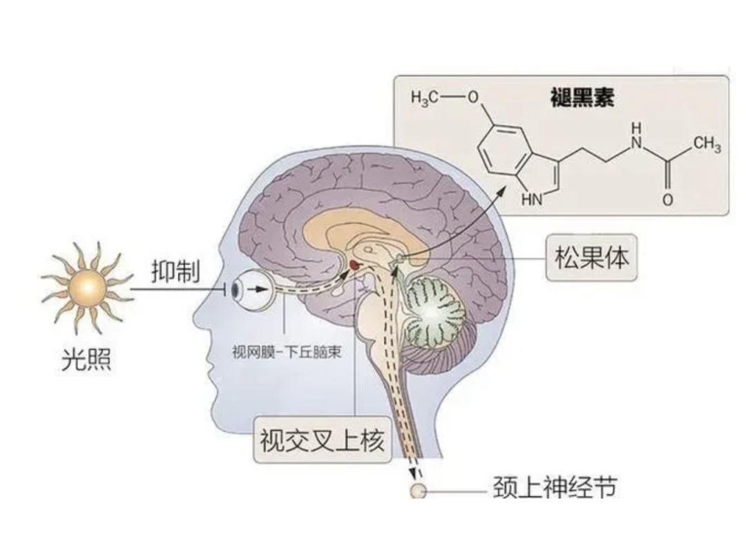 研究表明