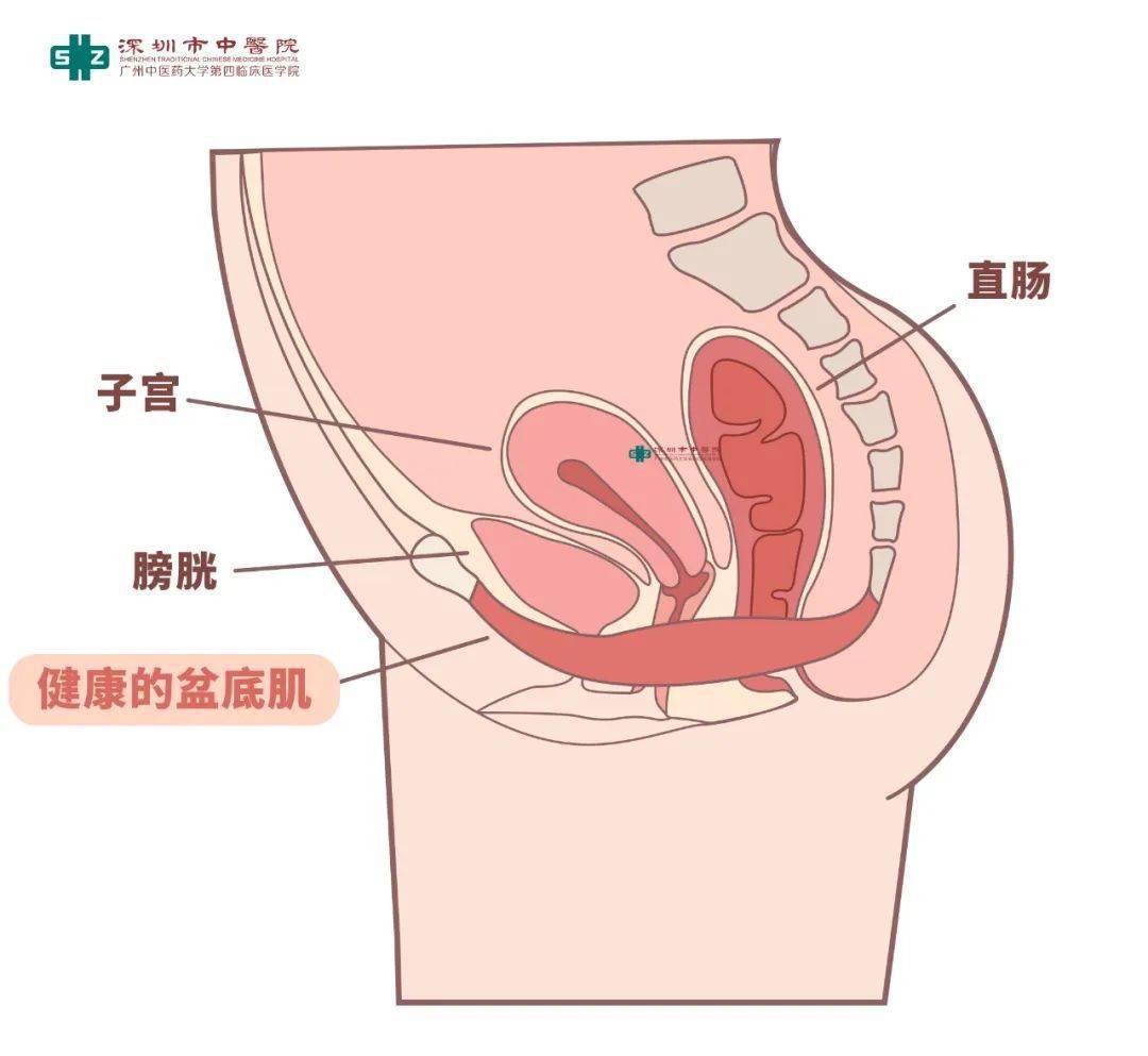 其實女性的盆底肌就像個