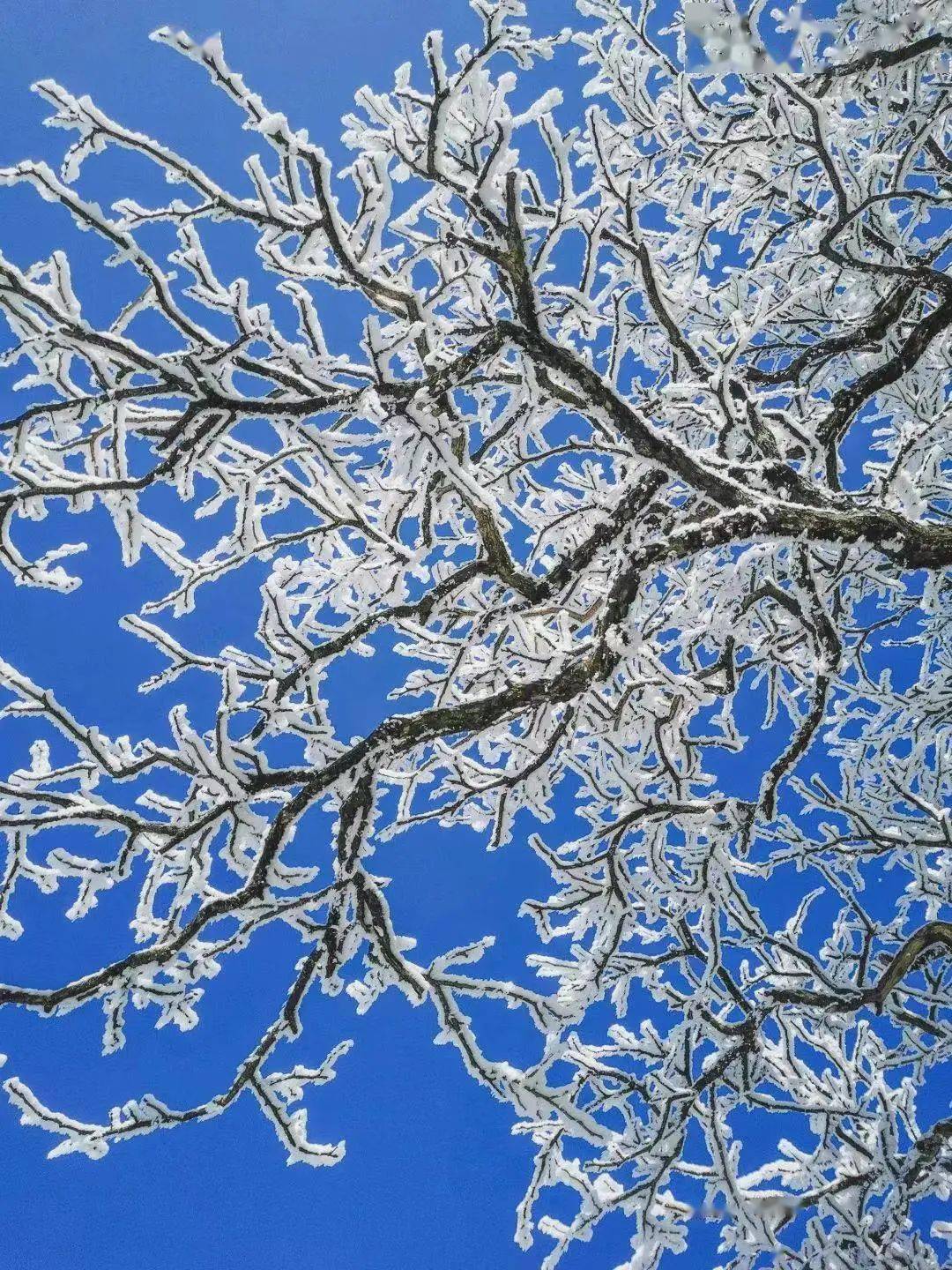 冬日_雪景_雾凇