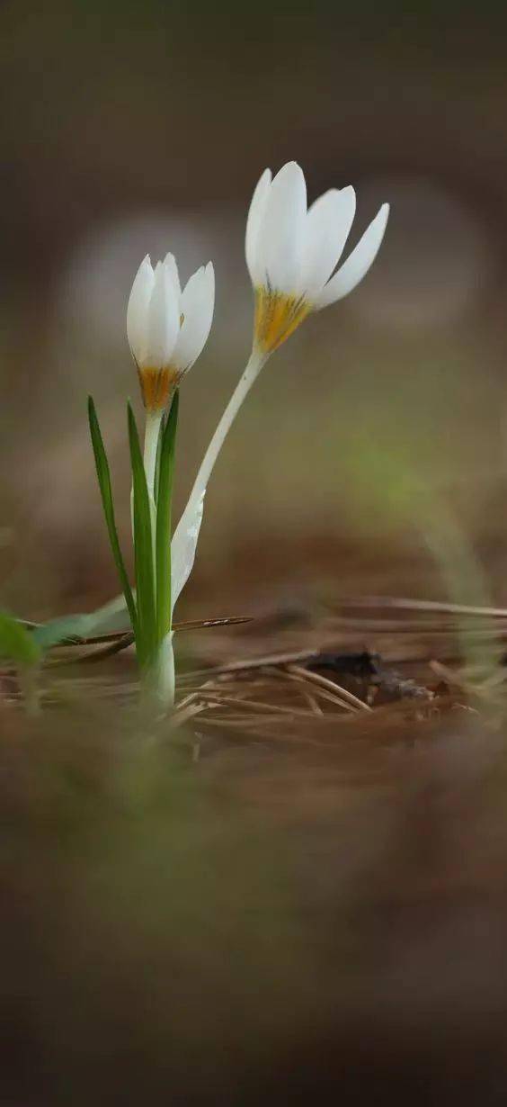 藏红花(番红花)