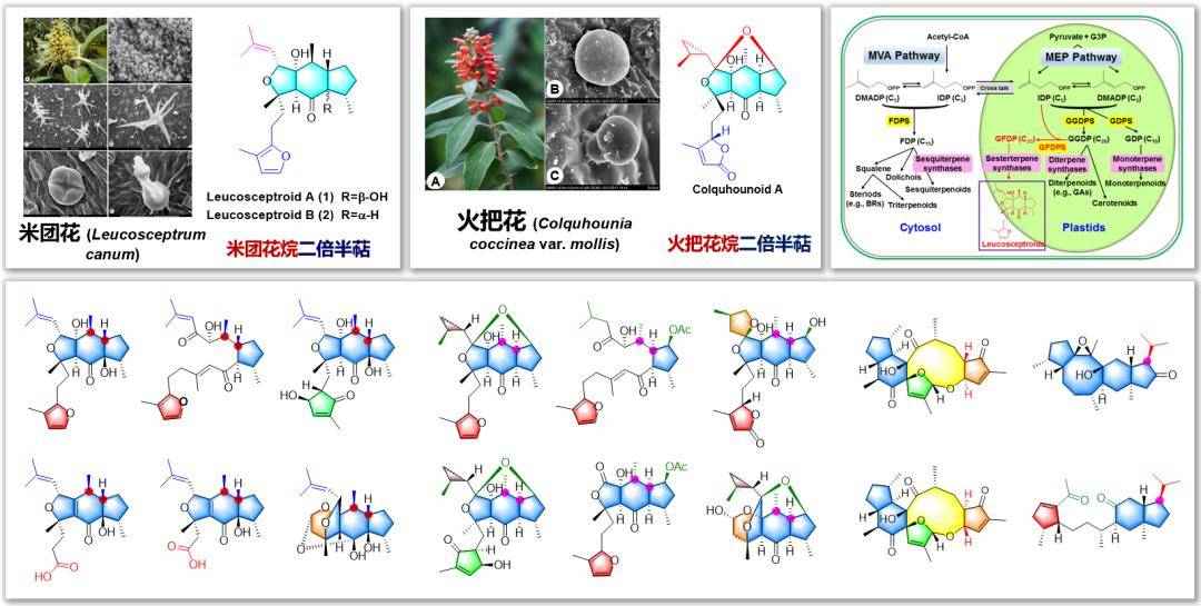 中國科學院昆明植物研究所