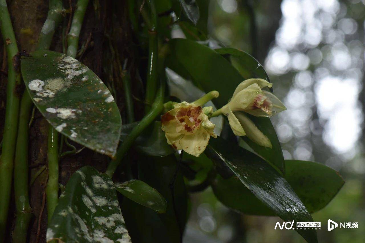 新增二色卷瓣兰,走马胎等2种,兰科植物90种,新增兔耳兰等19种