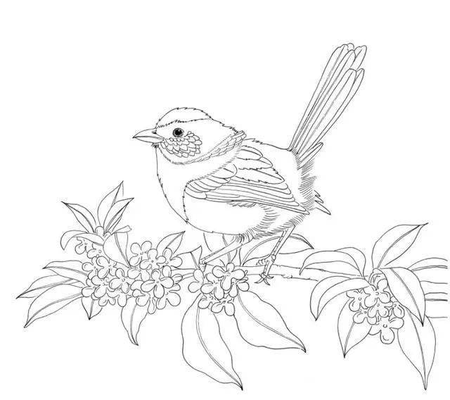 素材 | 100种鸟类的线描稿 ,必须收藏!