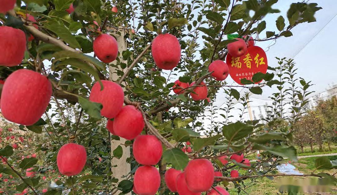 渭北瑞香红苹果引种技术揭秘_果实_品种_土壤