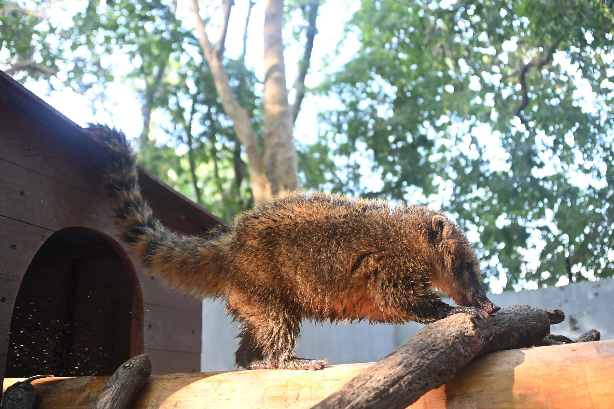 深圳野生动物园一批"土生土长"南美浣熊乔迁新居_北美_白天_笼舍