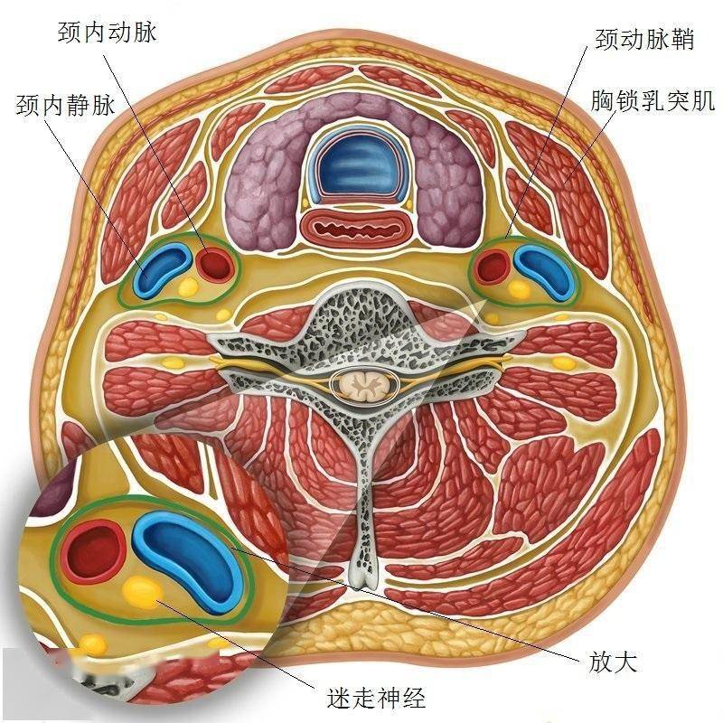 這也就意味著,從前面看,頸動脈鞘被胸鎖乳突肌完全遮蓋,形成了很好的