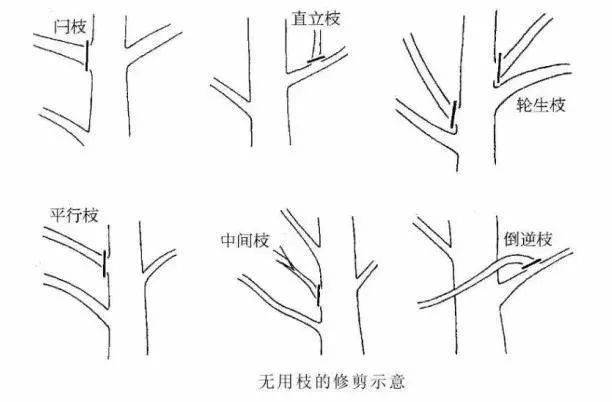 【乾貨】喬木,灌木,藤本植物養護技術_修剪_進行_樹木