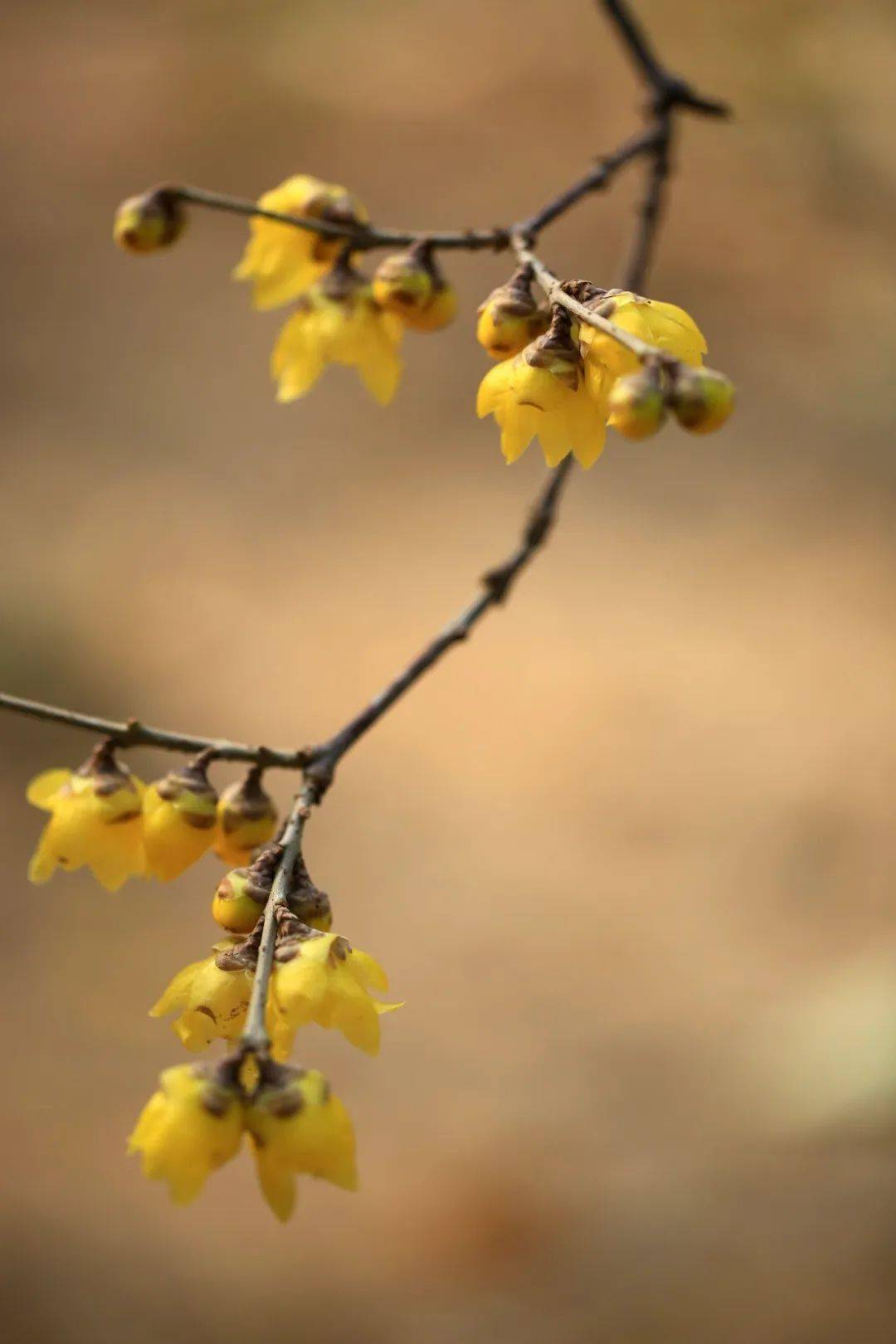 中,晚数量近3000余株园内共栽植腊梅据相关负责人介绍两个月之久的