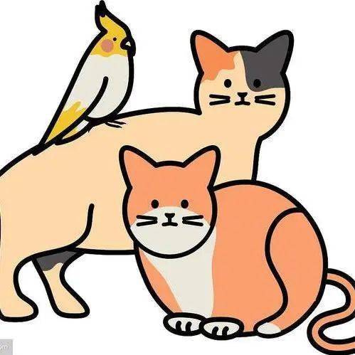 猫鸟真的可以双全吗?_猫咪_鸟类_训练