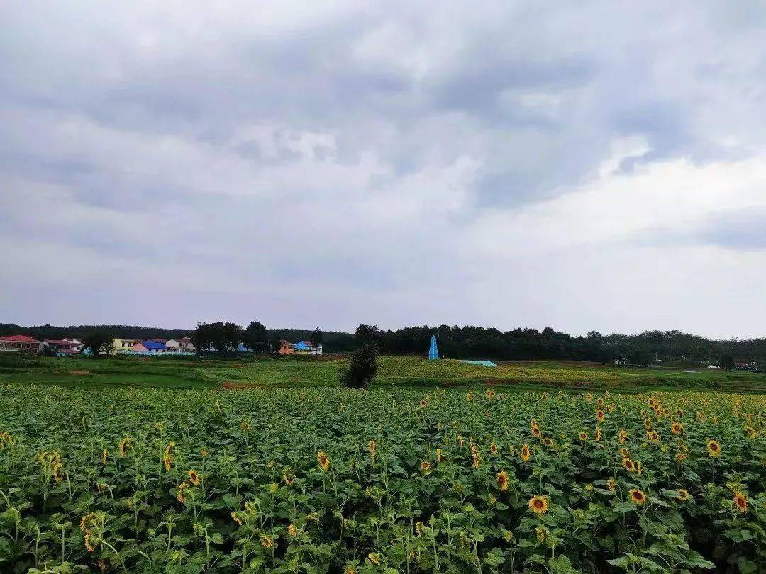 塗家堖鎮熊易村:萬方葵園的締約_面積_全村_情況