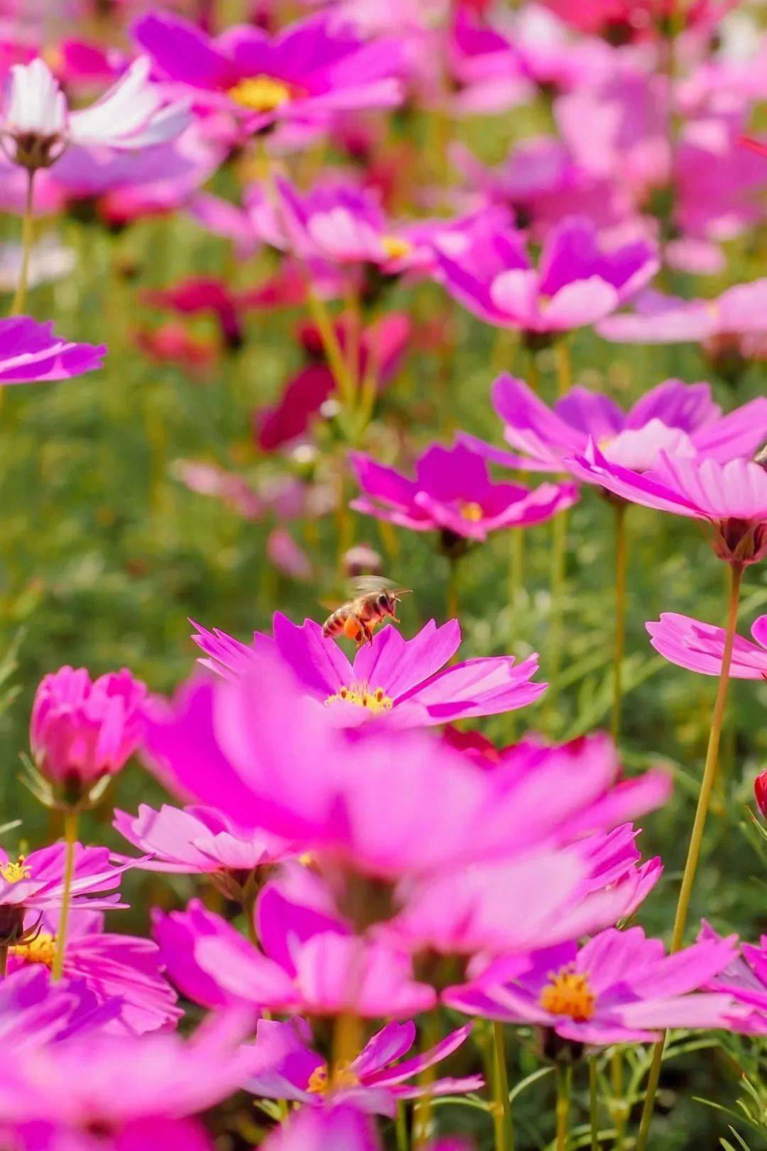 崖口村:格桑花海目的地简介二2,伟大革命先驱孙中山故居
