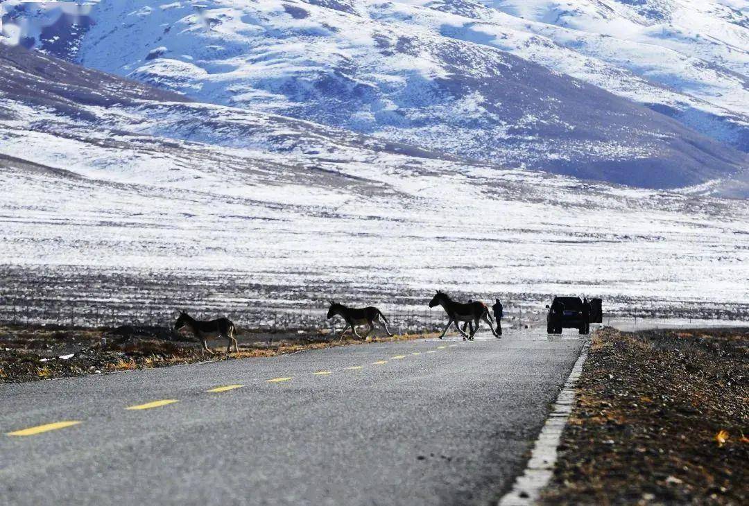 既荒野 又文明神秘而新奇的生灵原始混沌未开的世界无人区在死人沟