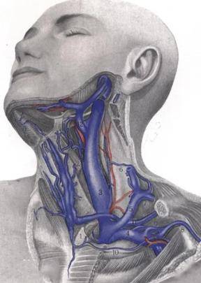 颈动脉和静脉位置图片图片