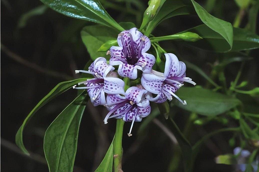 广东常见红树林植物一一半红树及伴生植物_台湾_花冠_椭圆形