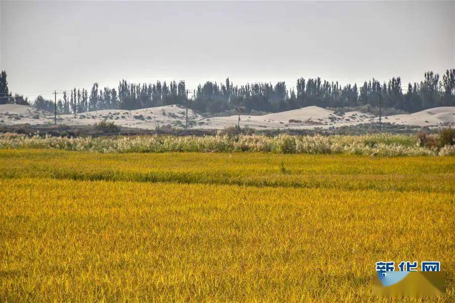 附水稻種植專題_生產能力_機械化_鹽鹼地