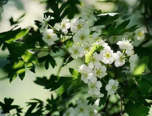 100種開花植物,隨著花季,開滿春夏秋冬_花兒_蘭科