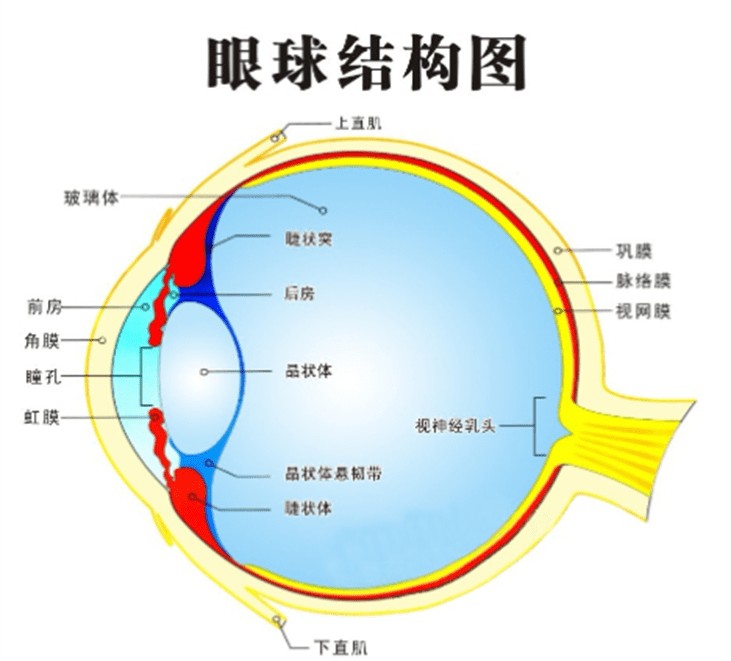 眼球的基本结构图片