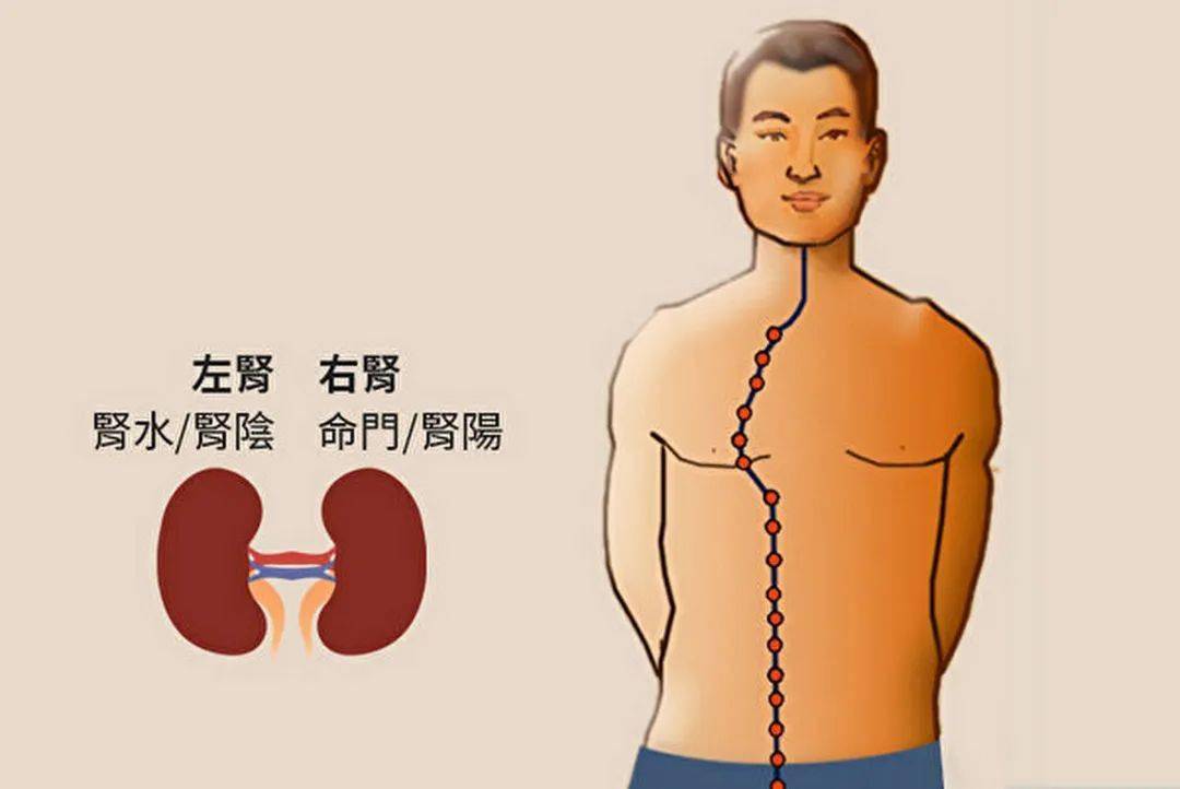 腎陽虛與腎陰虛的症狀分別為:腎陽虛:會出現四肢冷,腰痛,陽萎,頻尿或