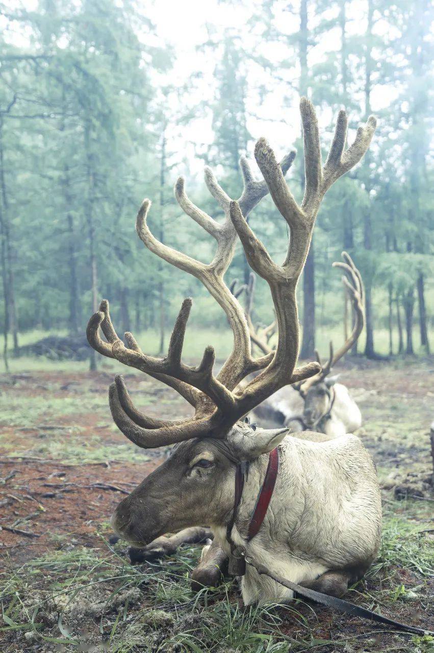 被请到中央大街上的鄂温克族,究竟有多神秘?_驯鹿_民族_森林