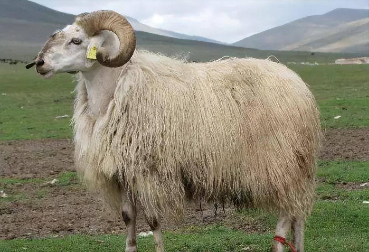常见的全国各地22种羊的品种,附图鉴,看看你能认识几种!