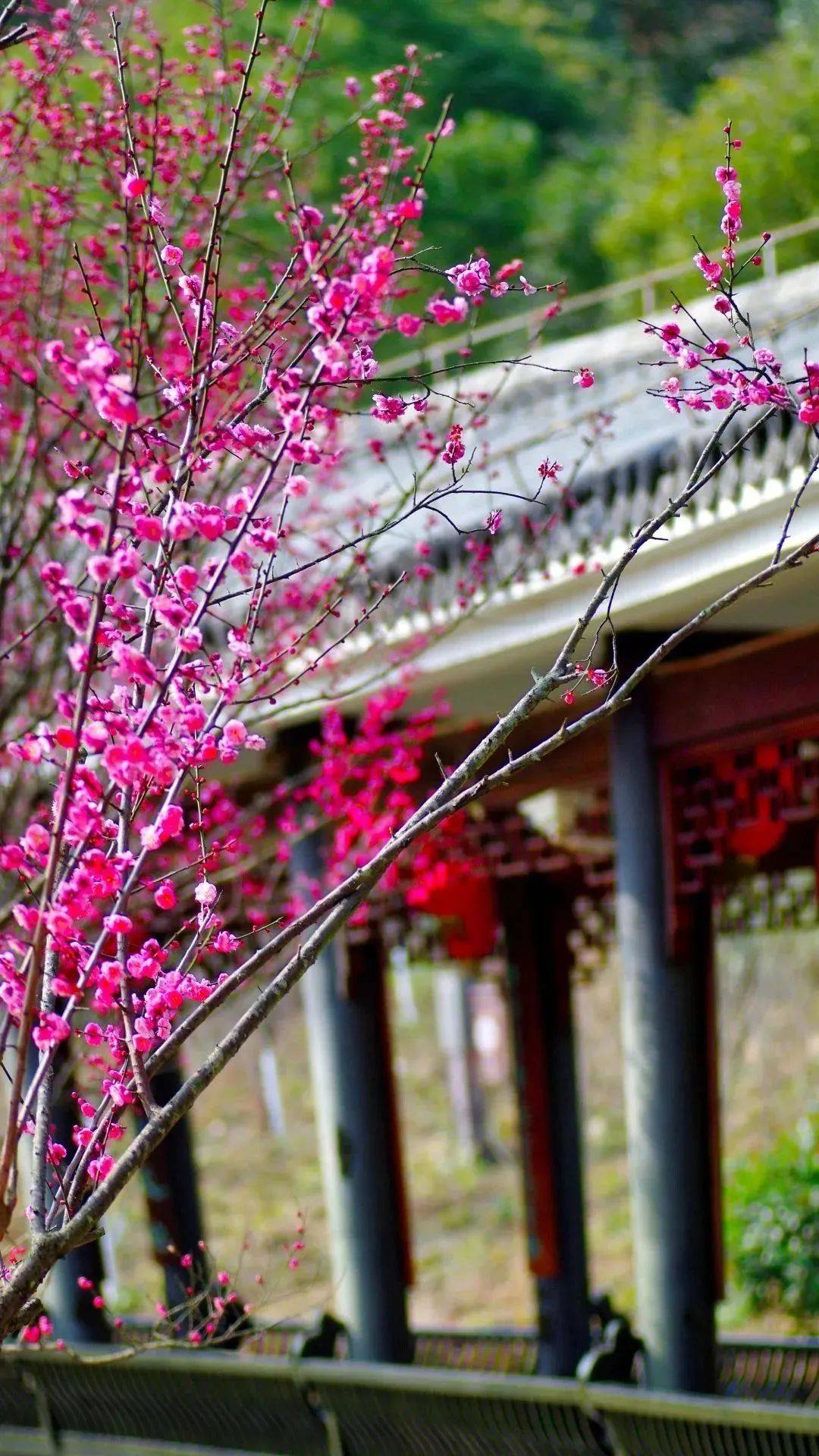 【瓯江潮漫游】梅花绽放 温婉之春_温州_公园_清雅