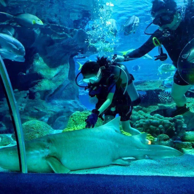 水肺潜水是相对"美人鱼潜水""自由潜潜水"更加容易上手的运动;全套