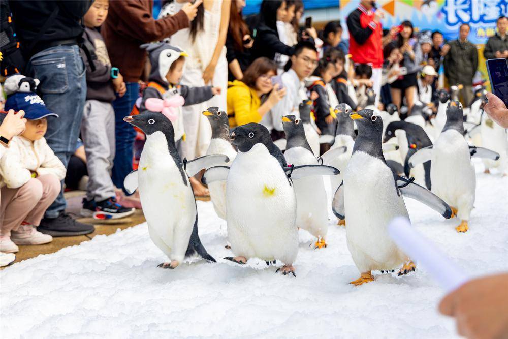 the penguin baby meeting is held at chimelong