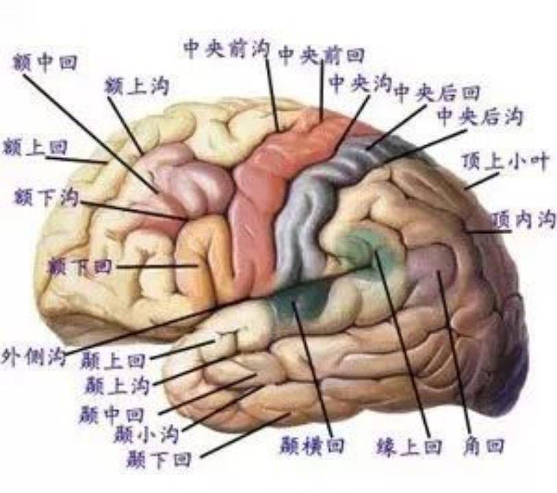 再结合ct/mr的解剖定位以及头皮脑电图(eeg)异常放电区域,进行综合