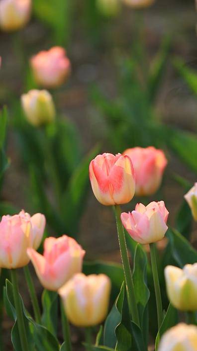 芳华易逝心不老,何惧岁月染白头_白发_时光_松