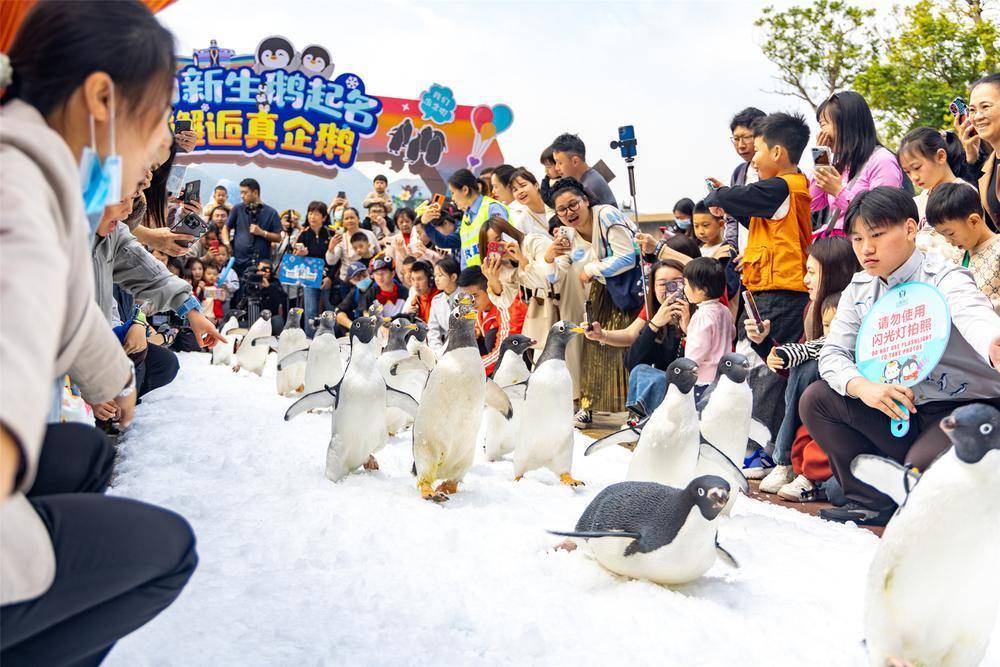 the penguin baby meeting is held at chimelong penguin hotel in