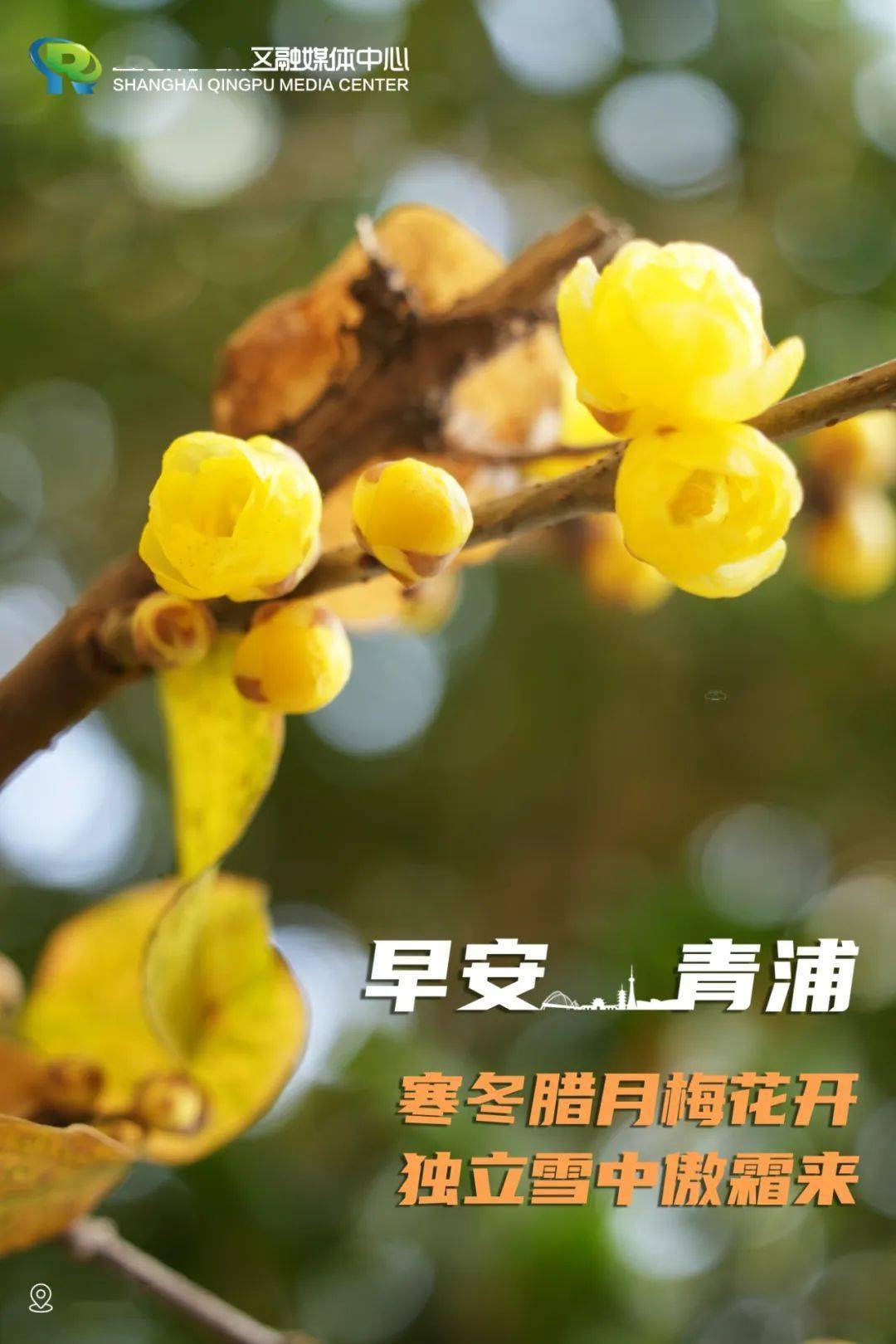 发梅花图片的早安图片