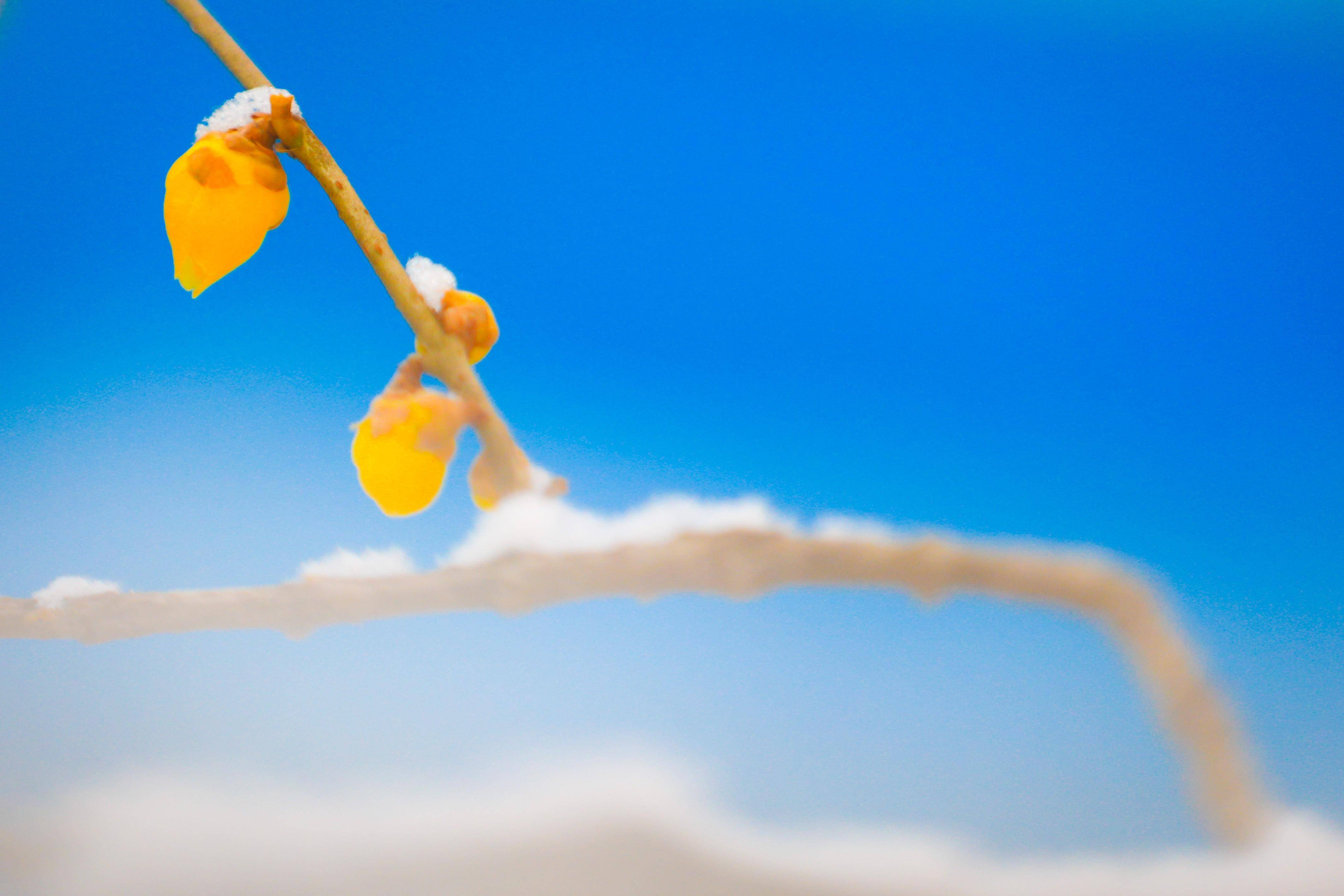 新年伊始,郑州植物园雪中腊梅凌寒留香!