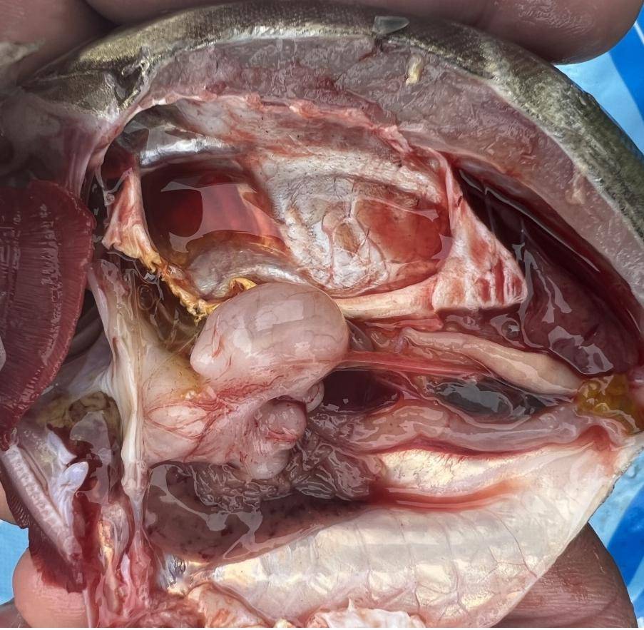 饲料鳜或将成为追求品质新时代的领军者_养殖_问题_鳜鱼