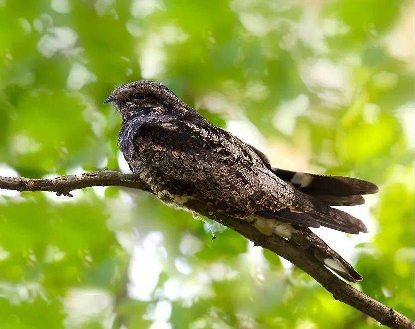 科学家都是什么起名鬼才啊_小麦_物种_夜鹰